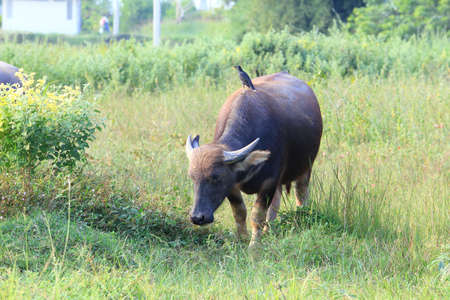 buffalo and bird in grass field.の写真素材