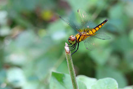 The Yellow Dragonflyの写真素材