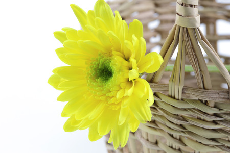 african daisy (gerbera) isolated on whiteの写真素材