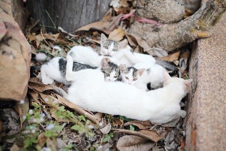 The cat feeds a kittensの写真素材