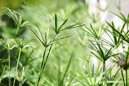 Green leaf backgroundの写真素材