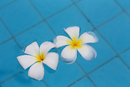 Plumeria Flower Floating on Clear Blue Waterの写真素材