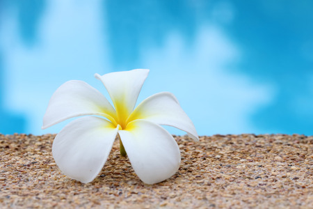 Tropical flower Plumeria on swimming poolの写真素材