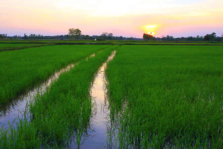 corn field and sky with beautiful clouds of Thailand.