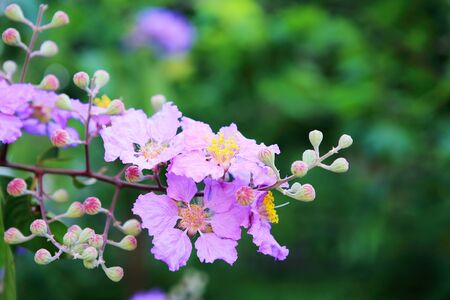 Close up of Lagerstroemia speciosa flower, Thailand