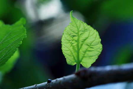 Green leaves with natural backgroundの写真素材