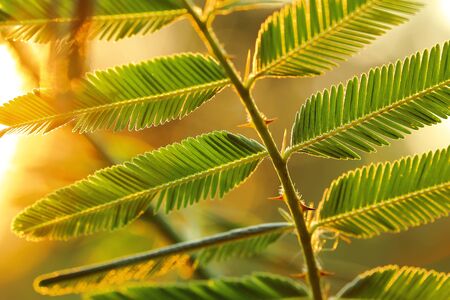 Green leaves with natural background