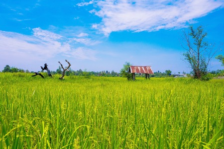 Landscape view of wooden hut in paddy field
