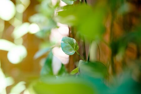 fresh and green leavesの写真素材