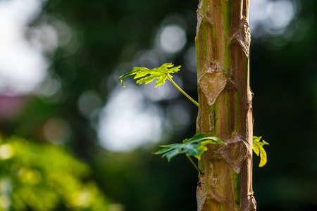 fresh and green leavesの写真素材