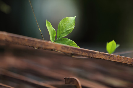 fresh and green leavesの写真素材