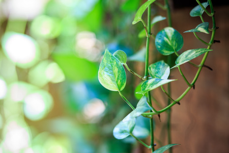 fresh and green leavesの写真素材