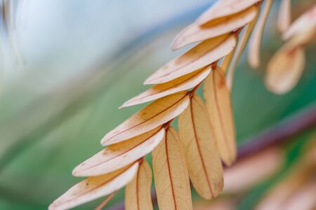 Dried tamarind leaves on the tree