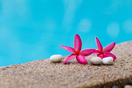 Frangipani flower on the poolsideの写真素材