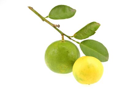 Lemon green in Thailand garden on a white background.の写真素材