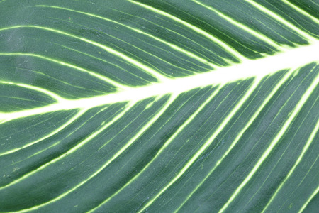 green and white  leaf close up nature background