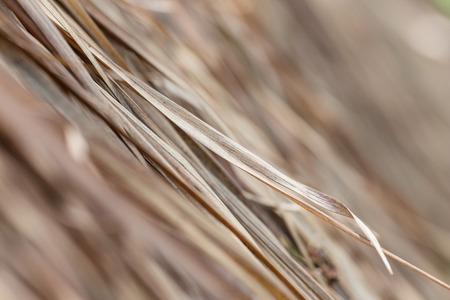 Thatch roof background, hay or dry grass background.の写真素材