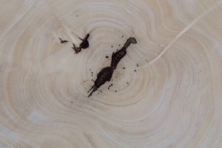 Heartwood texture background, cut log