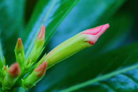 Desert rose, Impala Lily, Azaleaの写真素材