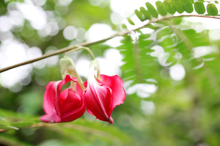 A pair of beautiful red Agastaの写真素材