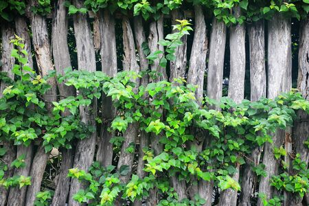 Natural green leaf frame on wooden fenceの写真素材