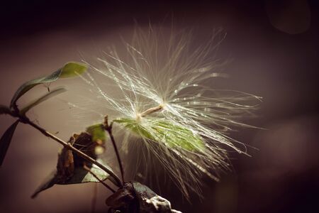 Desert Rose seed in nature.の写真素材