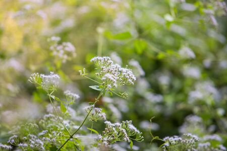 flower grass at relax morning timeの写真素材