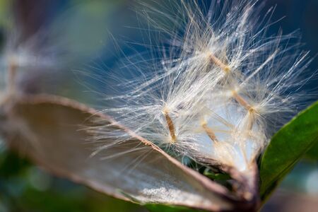 Desert Rose seed in nature.の写真素材
