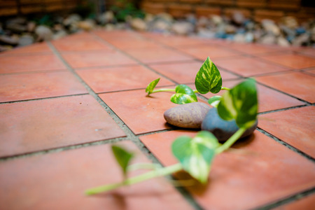 pothos close up with Terracotta floorsの写真素材