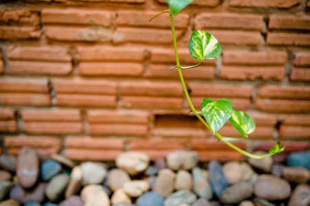 Beautiful pothos on brick wallの写真素材