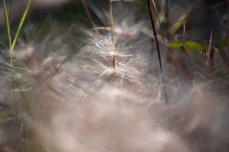 Desert Rose seed in nature.