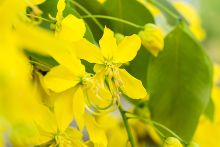 Cassia fistula flowers national of thailandの写真素材