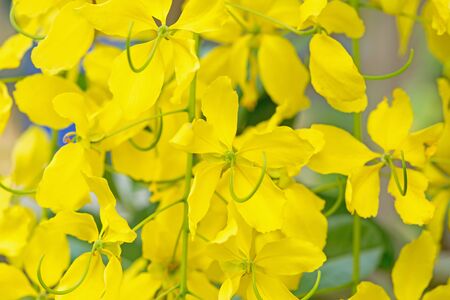 Cassia fistula flowers national of thailandの写真素材