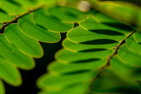 leafs and shadowsの写真素材