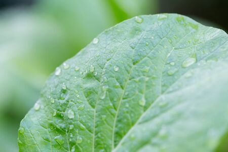 Water drops on the green Organic hydroponic vegetable