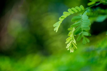 Leaves of tamarind leaves.for design.の写真素材