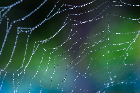 water droplets on a spider web in nature