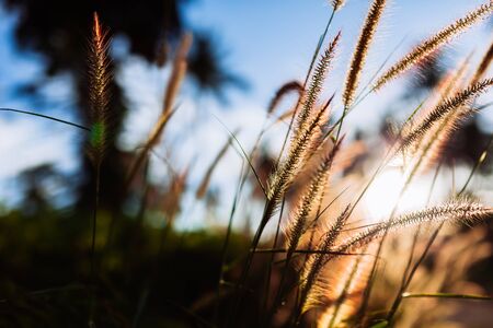 morning flowers grass in the morning, Colorfull styleの写真素材