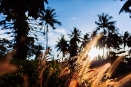 morning flowers grass in the morning, Colorfull styleの写真素材