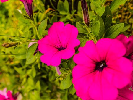 Two beautiful pink flowersの写真素材