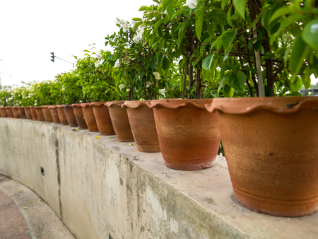 Pottery kilns for planting a row of beautiful trees.の写真素材