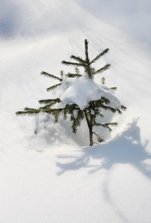 Small evergreen spruce tree with fresh white snow in deep snowdriftの写真素材