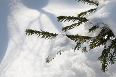 Branch of small evergreen spruce tree with fresh snow in deep snowdriftの写真素材