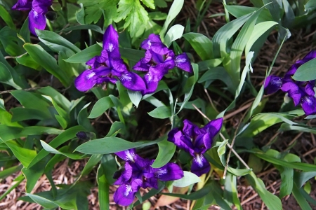 Beautiful purple irises are growing among green grass in shade の写真素材