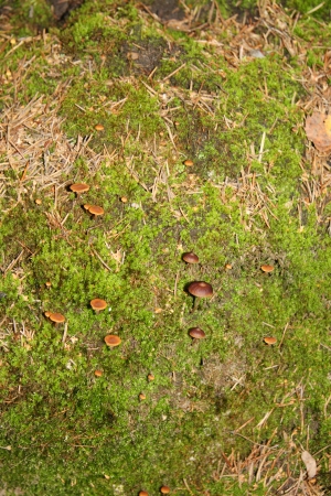 Small brown toadstools at beautiful soft moss in autumn forest.の写真素材