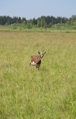 Brown goat stands in green field and looks at camera on sunny summer dayの写真素材