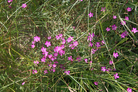 Many small pink wildflowers in green grass at sunny summer dayの写真素材