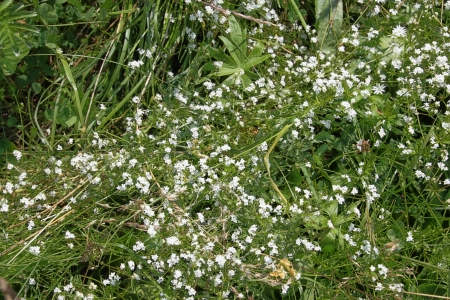 small white wildflowers in green grass at sunny summer dayの写真素材
