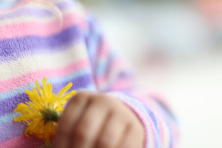 Close up of small yellow wild flower in hands of little girl in pinkの写真素材