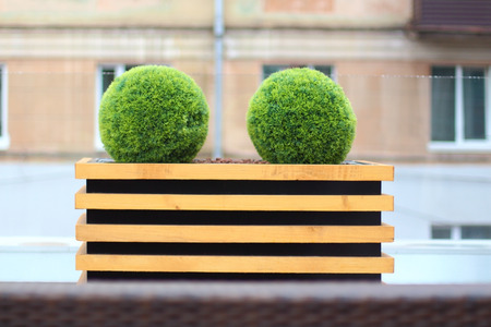 Two decorative green bushes in shape of ball in wooden flowerpot in summer cafeの写真素材